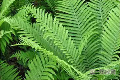 2月4生日花:羊齿,生日花语认真