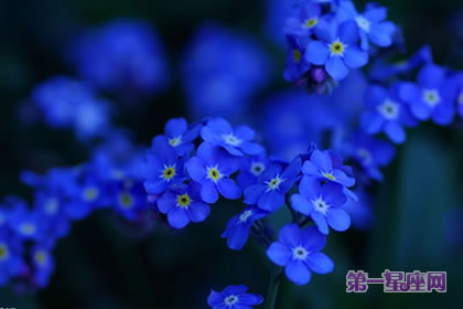 蓝色勿忘我花语是什么？
