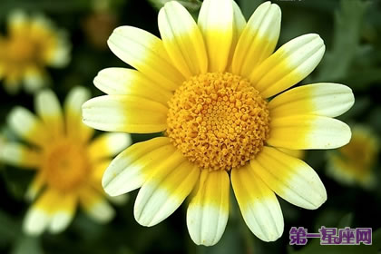 茼蒿花的花语：丰富、多才多艺