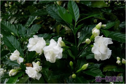 狗牙花的花语:清纯、善良