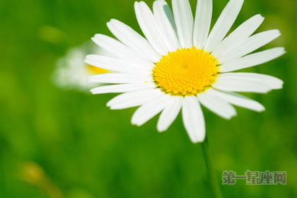 1月18日生日花:雏菊,生日花语快活