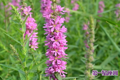 7月27日花语：千屈菜，生日花语孤独