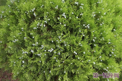 12月21日花语:侧柏,生日花语:猜疑心