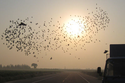 国际信鸽爱好者联合会在布鲁塞尔成立