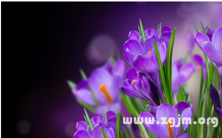 紫番红花的花语