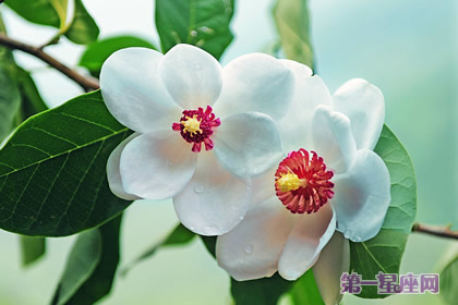 天女花的花语：勤劳、善良