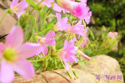 11月23日花语：酢酱草，生日花语复活节