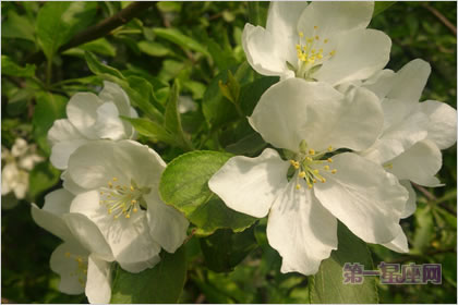 5月5日花语:山楂果,生日花语美食