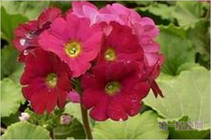 2月11生日花:红樱草,生日花语悲哀