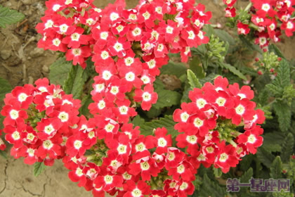 美女樱的花语是什么