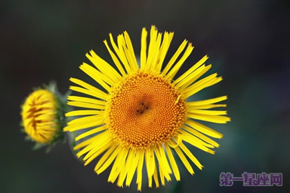 生日花语:野菊花的花语