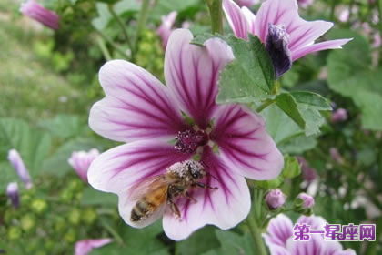 7月3日花语：锦葵，生日花语风味