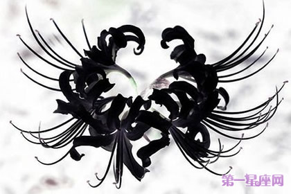详解：黑色彼岸花的花语是什么？