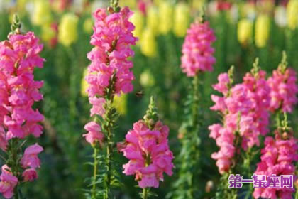 7月12日花语：金鱼草，生日花语具利用价值