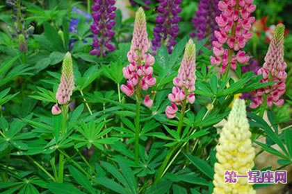 7月13日花语：羽扇豆，生日花语苦涩