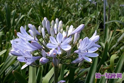 7月22日花语:紫君子兰,生日花语误认