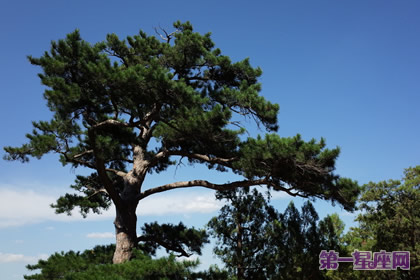 花语：松树，生日花语笃实