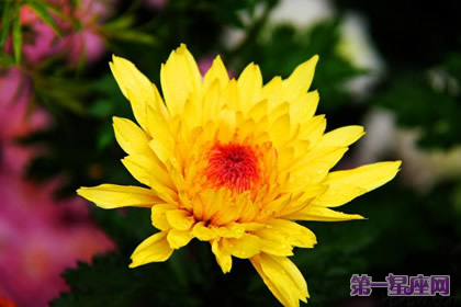 花语:秋菊,生日花语室内设计