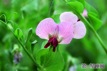 六月的花语是什么？豌豆花