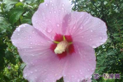 12月15日花语：两伞花，生日花语创作