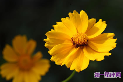 7月15日花语：金盏花，生日花语一丝不苟