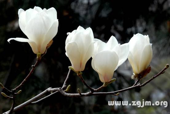 玉兰花的花语