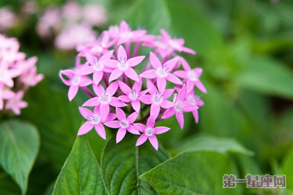 12月31日花语：雨伞花，生日花语伟业
