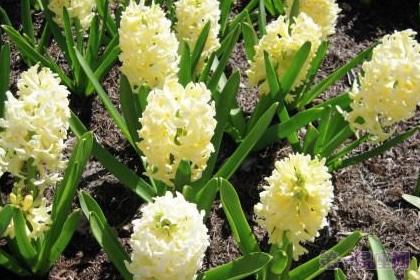 黄色风信子花语