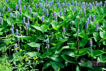 不常见的花：梭鱼草的花语是什么？