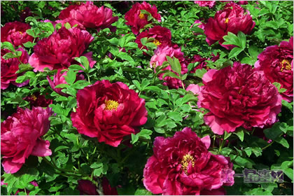 5月14日花语：普通牡丹花，生日花语月光