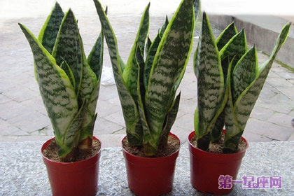 虎尾兰花语和象征代表意义：坚定、刚毅