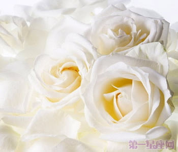 白玫瑰花语：16朵白玫瑰代表什么意思？