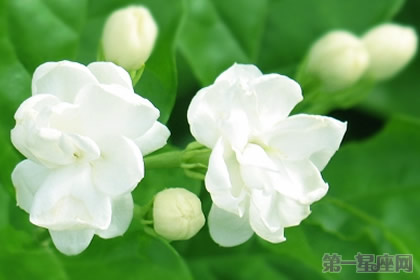茉莉花花语：忠贞的守护者