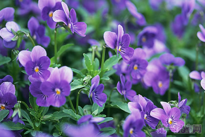 紫罗兰花语：永恒的爱