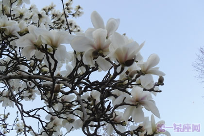 木兰花花语及传说