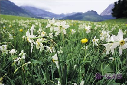 3月6日花语:野生水仙花,生日花语崇拜