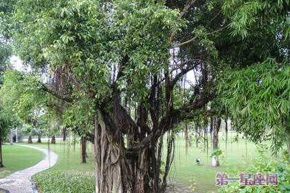 植物花语:菩提树花语是什么?